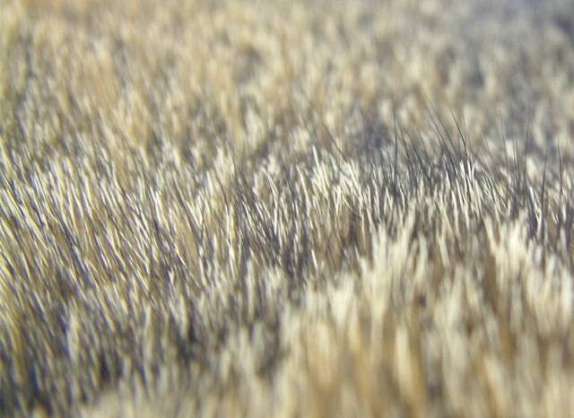 Natural Fur: The responsible Choice